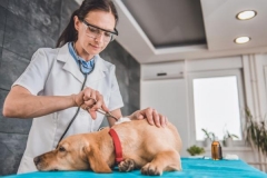 img_veterinarios_de_urgencias_en_zaragoza_57_600
